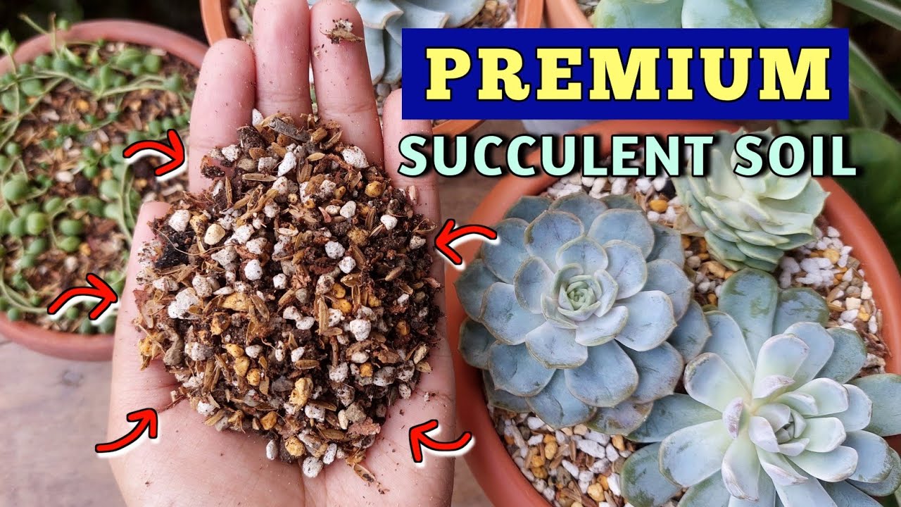Make PREMIUM Succulent SOIL Mix at HOME