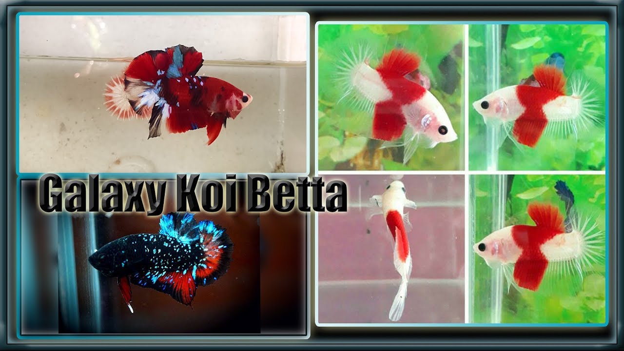 galaxy koi betta