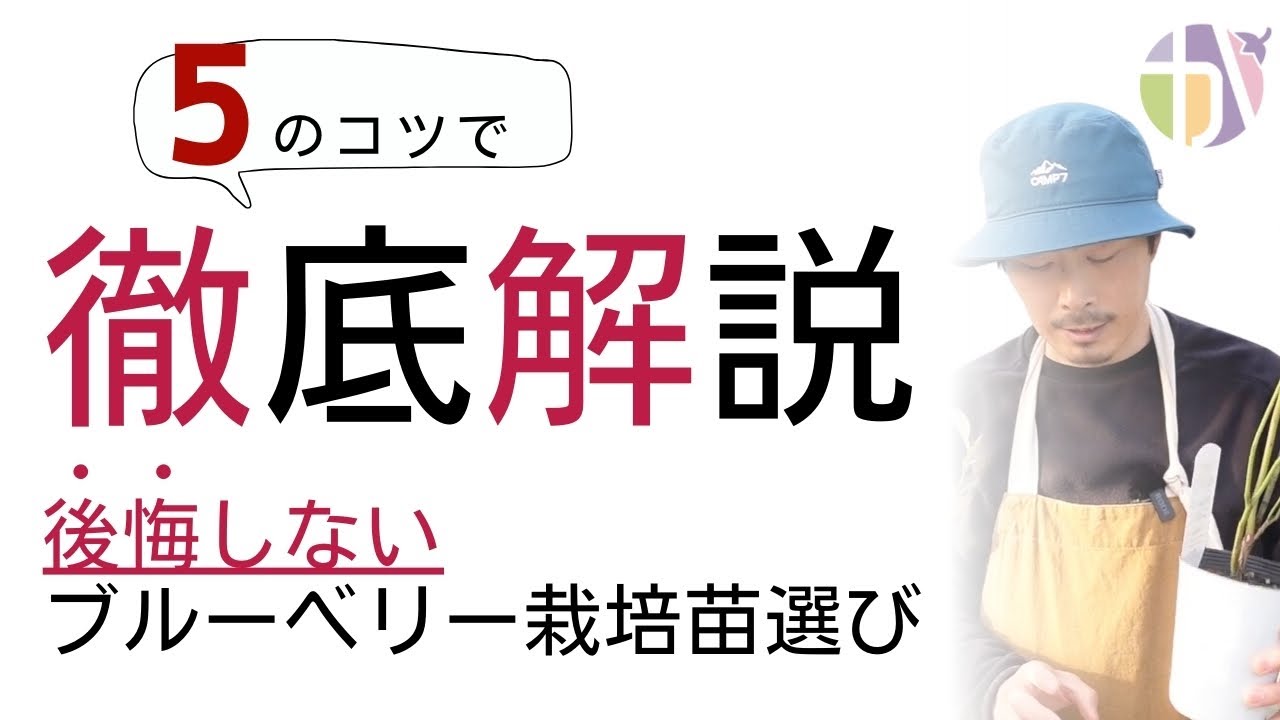 ブルーベリー苗を購入した後に後悔しない方法｜苗選びのポイントは5つあります