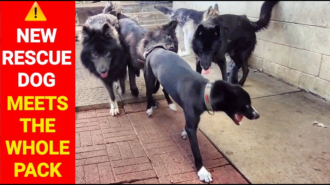 NEW Rescue Dog Rocko Meets the Whole Pack