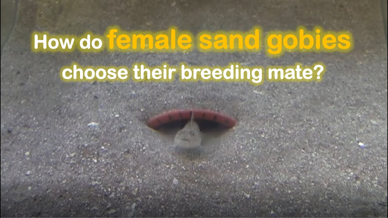 Trade-off between mate choice speed and decision accuracy under mating competition in sand gobies