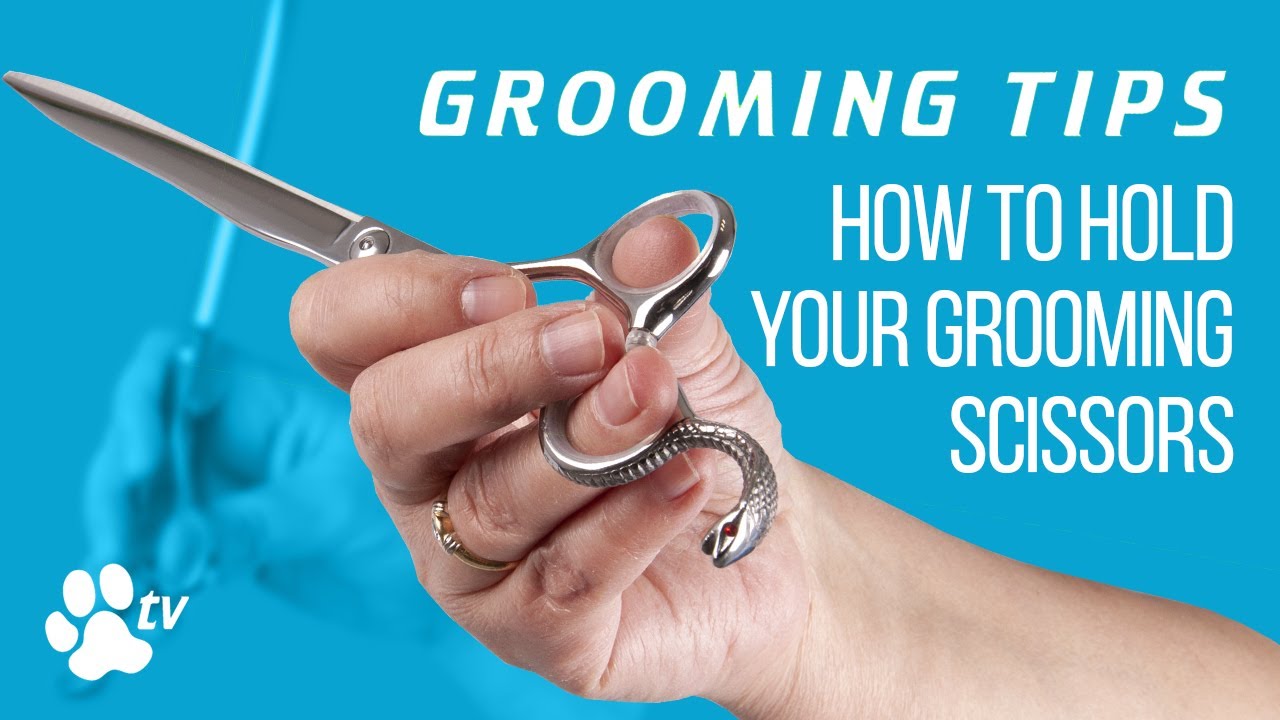 Grooming Tips: how to hold your grooming scissors correctly | TRANSGROOM
