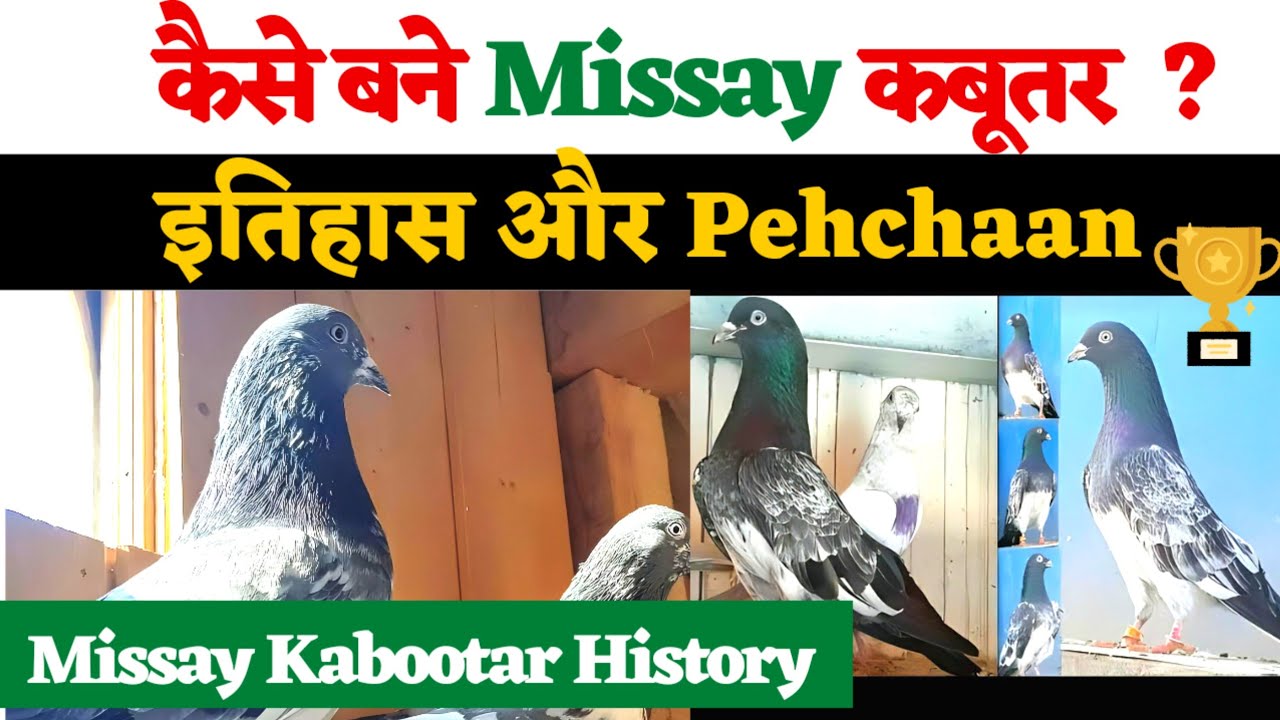 Missay Kabootar | Mistri Deen Wale Kabootar | 60 साल से जीतने वाले