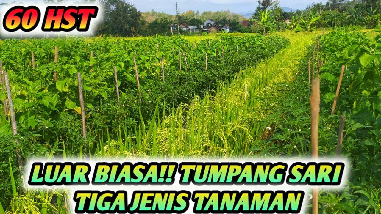 LUAR BIASA LEBAT !!! TUMPANG SARI CABE RAWIT CMK PLUS PADI JADI SATU MASIH SELEBAT INI - USIA 60 HST