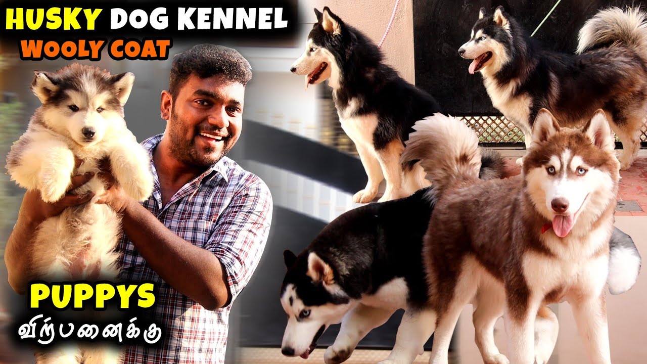 எல்லோருக்கும் பிடிச்ச.! Siberian Husky Puppies For Sales | Husky Dog Kennel | Delivery Available