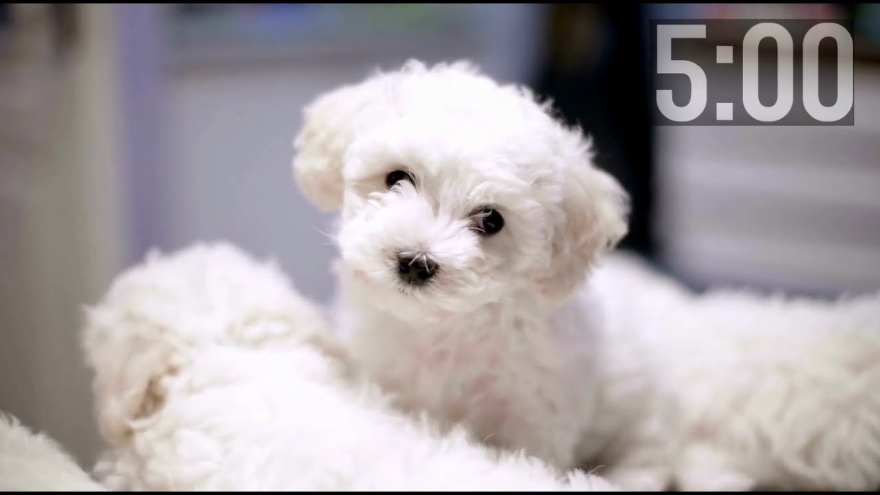 5 Minute Countdown Timer | Cutest Puppies | Adorable Dogs