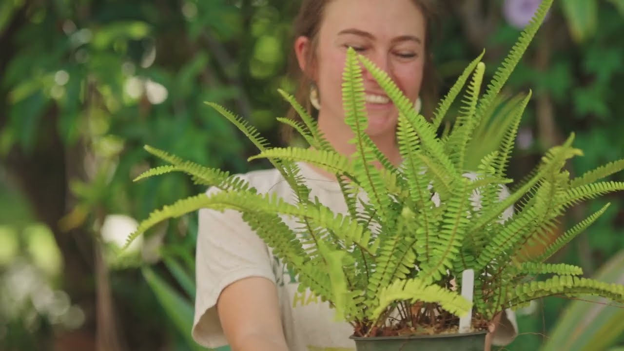 Biocultural Kīpuka: Ecological Restoration in West Hawai'i