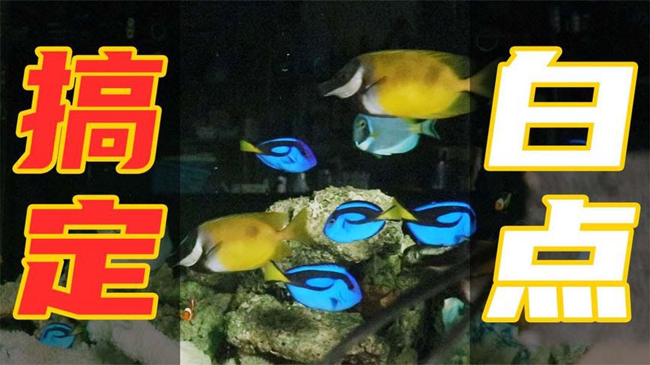 【亮哥養魚】海水魚白點病治療經驗與分享