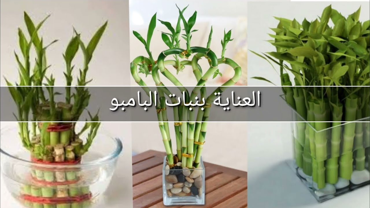 البامبو و طريقة العناية به لتفادي اصفرار الاوراق وموته