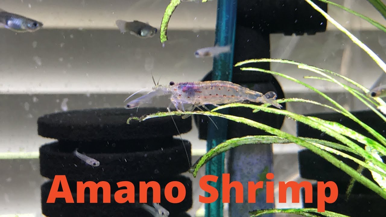 Amano Shrimp Spotlight