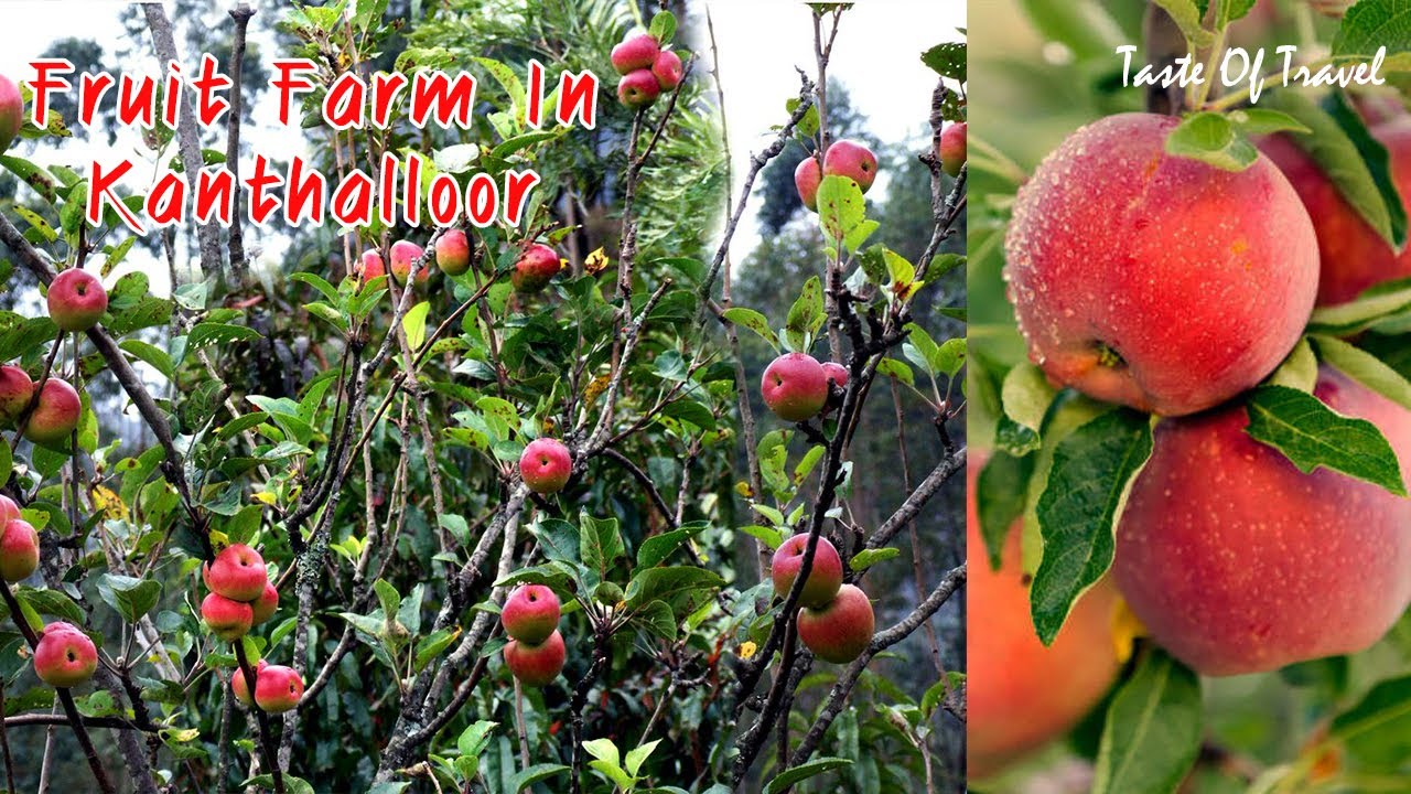 Fruit Farm Kanthalloor| Taste Of Travel