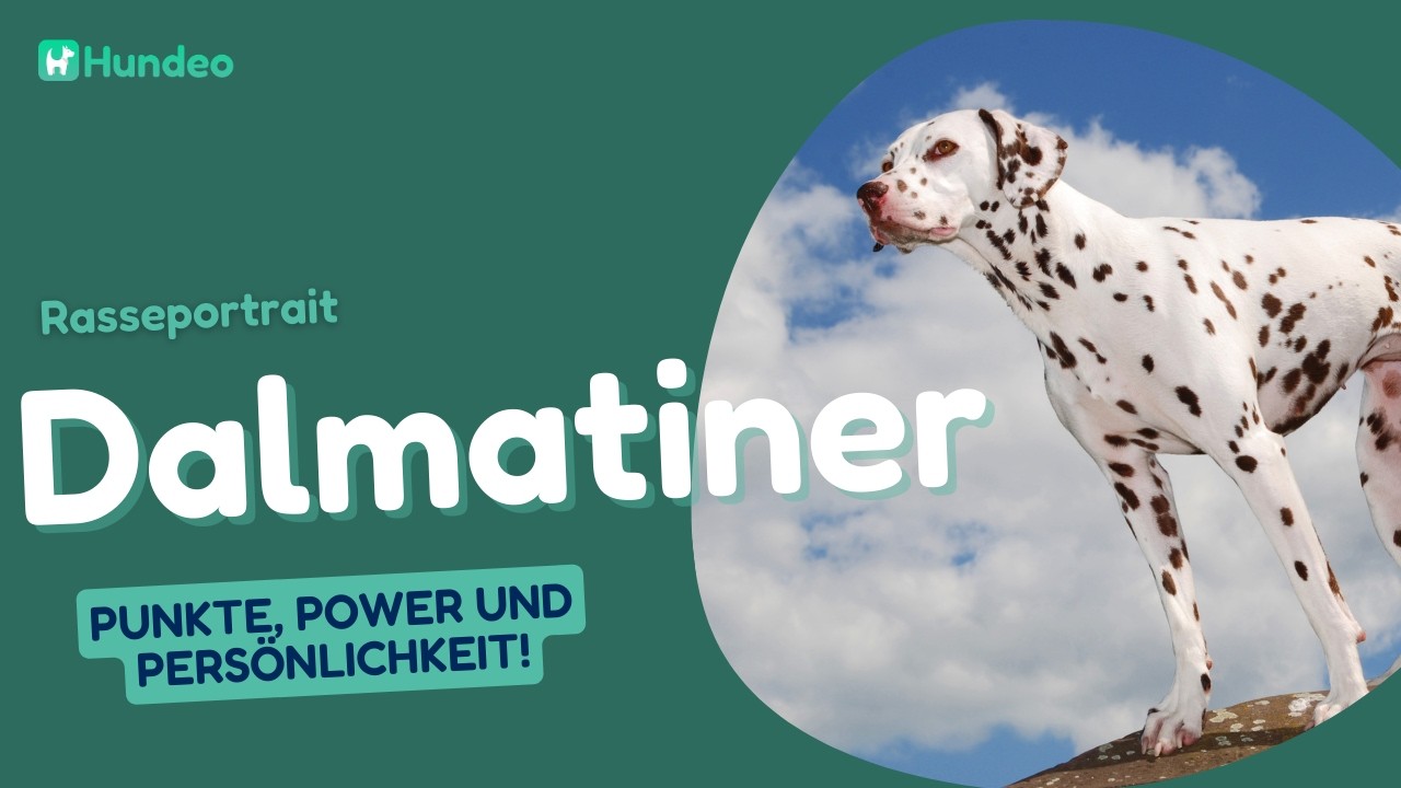 Dalmatiner Hunderasse: Punkte, Power und Pers&ouml;nlichkeit!