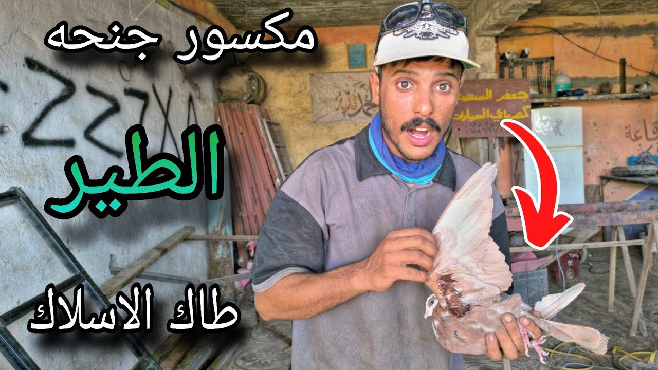 الطير طاح من الأسلاك وجناحه مخلوع  ورحنه جوله صيد السمك 