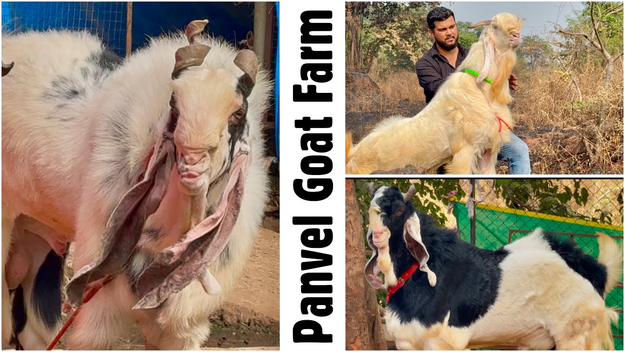 Panvel Goat Farm | Buddha Bloodline Kota Breeding Setup Goats