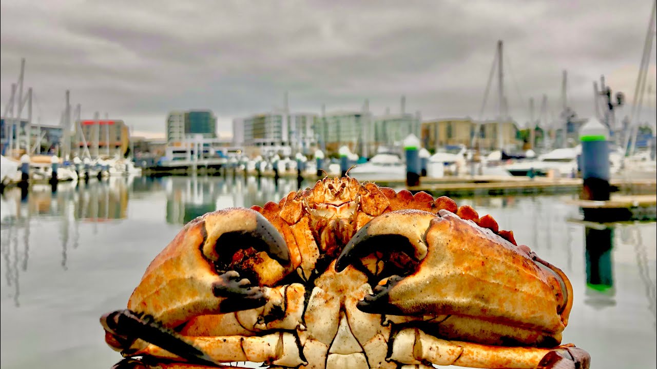 Washington Winter Urban CRABBING | Catch and Cook |