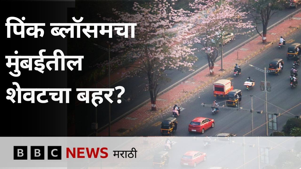 पिंक ब्लॉसमचा मुंबईतील शेवटचा बहर? 'या' कारणाने झाडे तोडणार