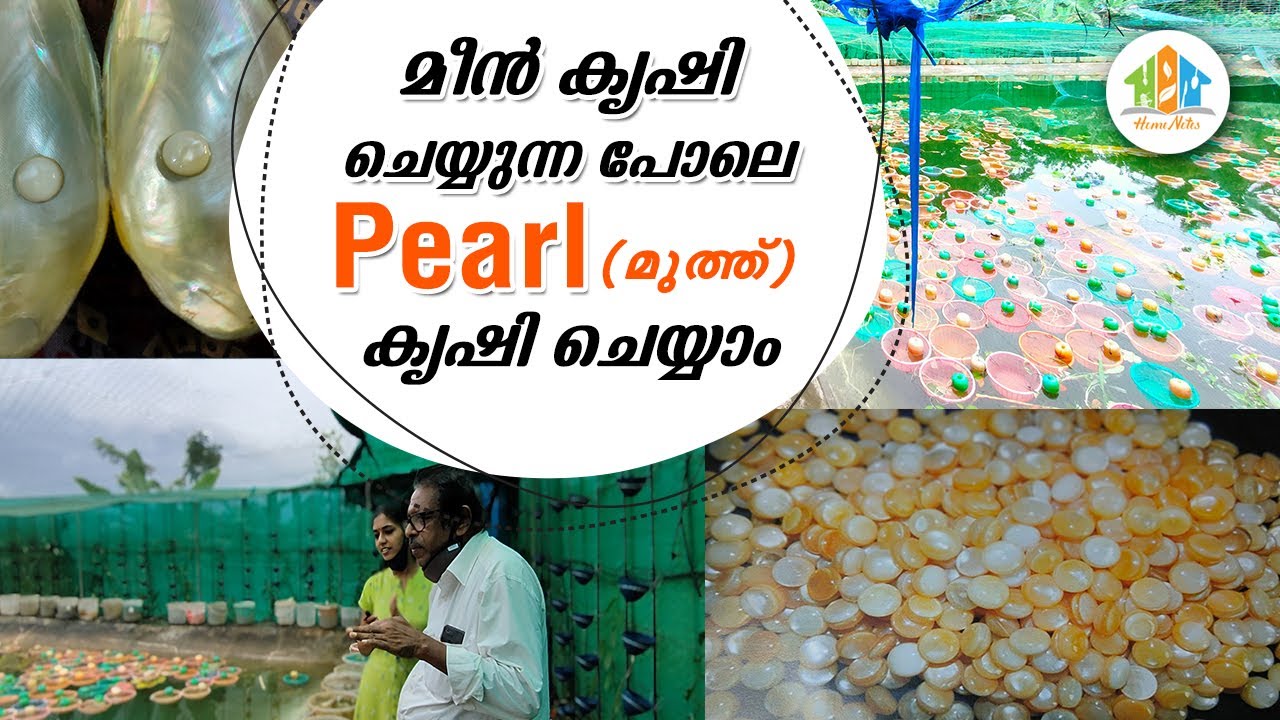 കാസർഗോഡ് നിന്നൊരു മുത്ത് കൃഷി കാണാം | Pearl Cultivation in Malayalam | Home Notes