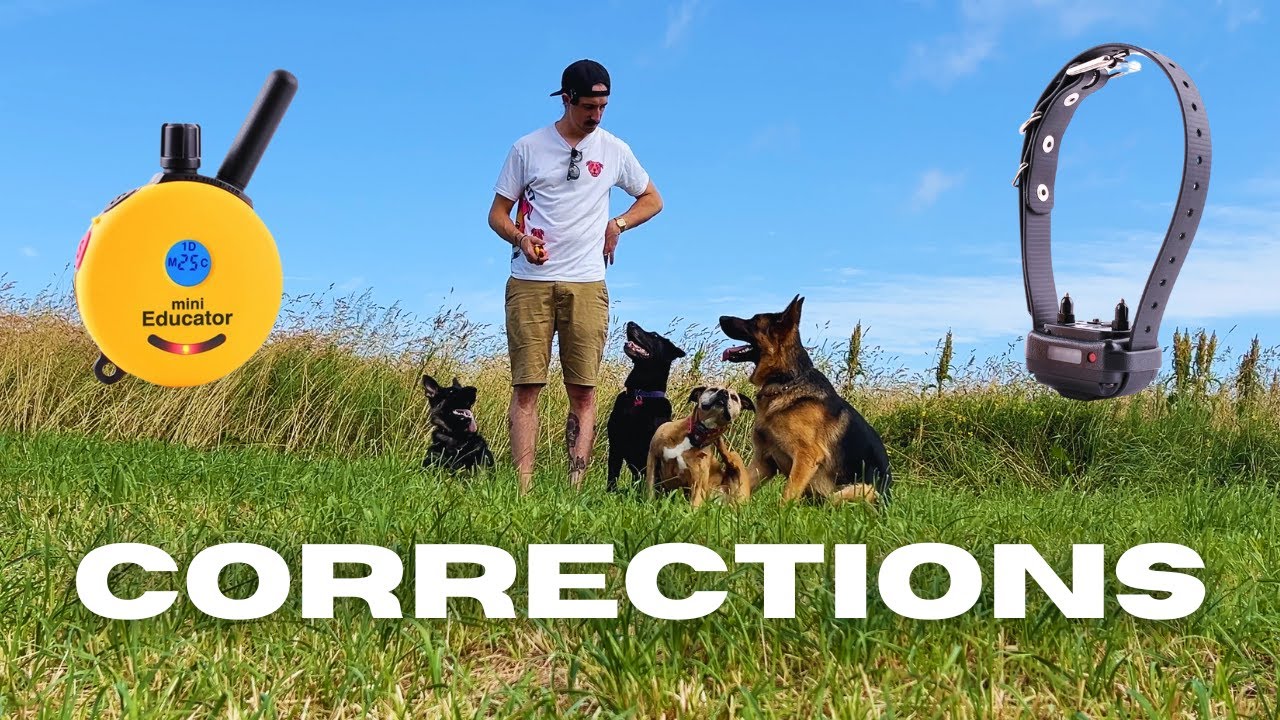 Fixing Unwanted Behaviours with an Ecollar