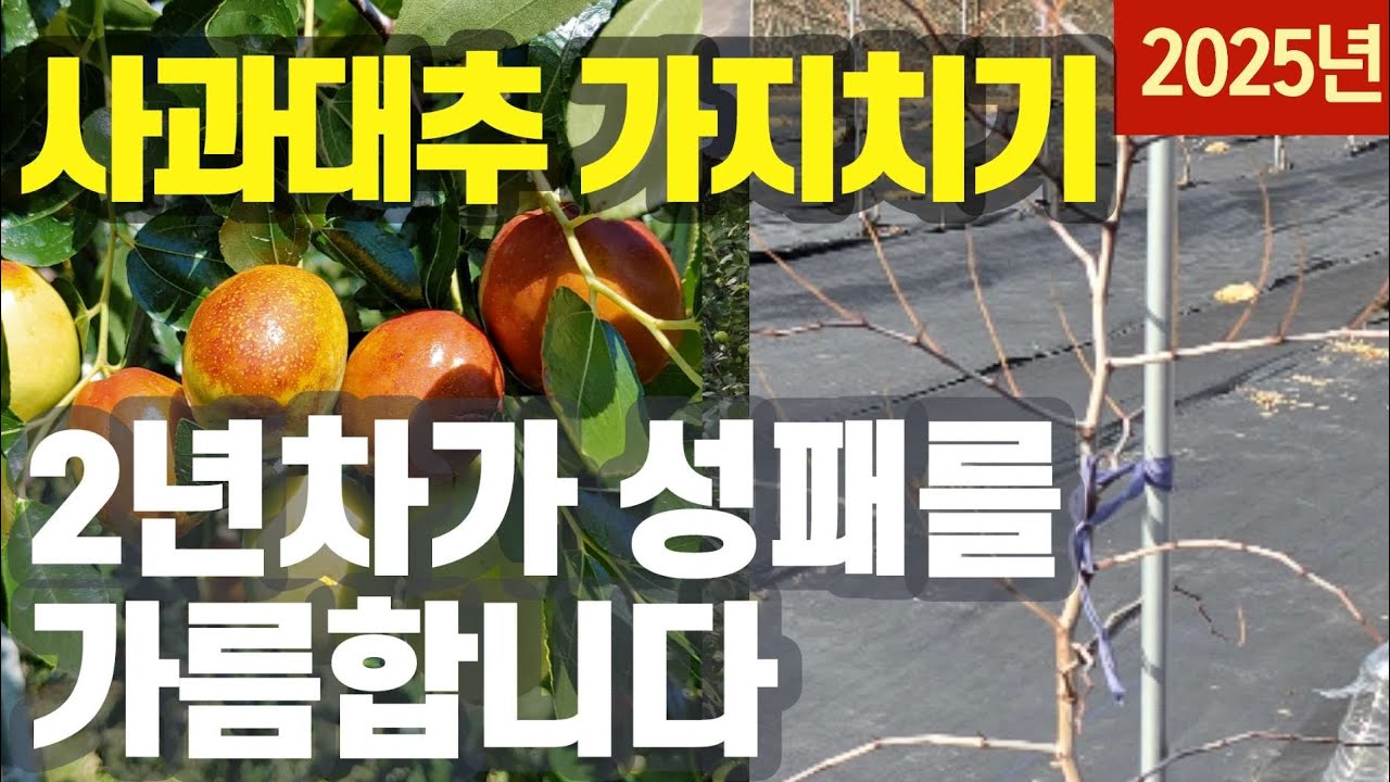 사과대추나무 가지치기 - 1년생, 2년생 전지법