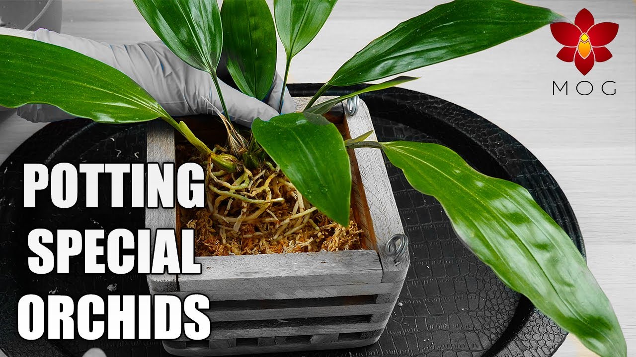How I repot Orchids with pendant flower spikes - Stanhopea & Gongora Orchids