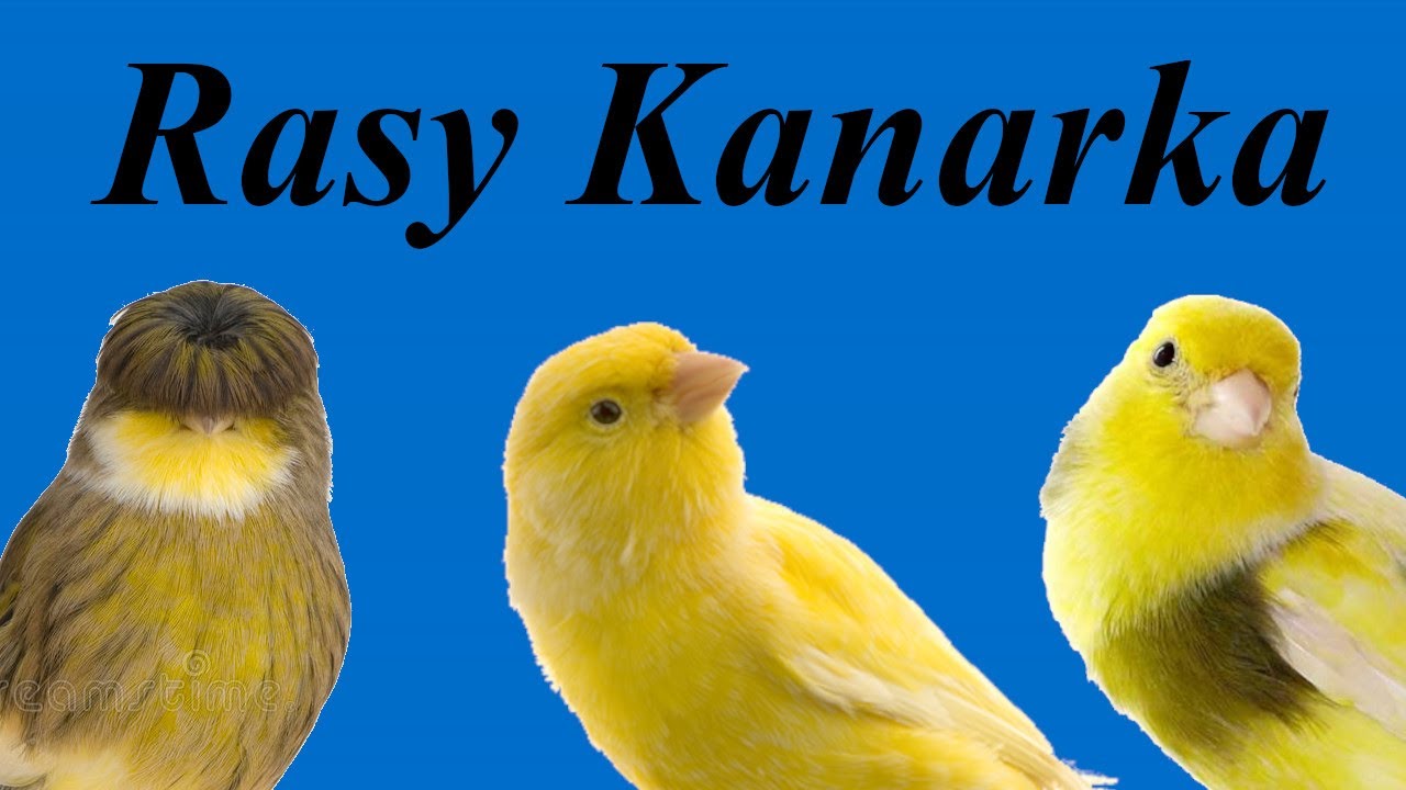 RASY KANARKA - Poradnik na temat kanark&oacute;w #19