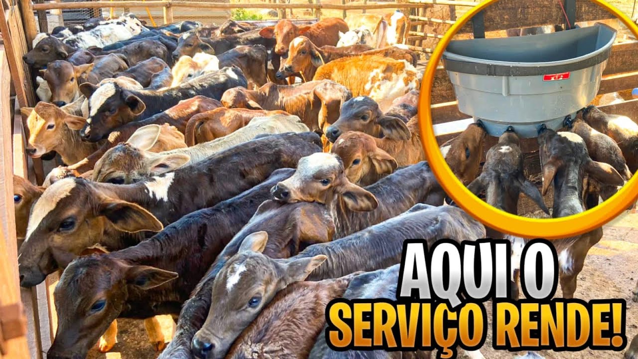 TRATANDO DOS BEZERRO NA MAMADEIRA!