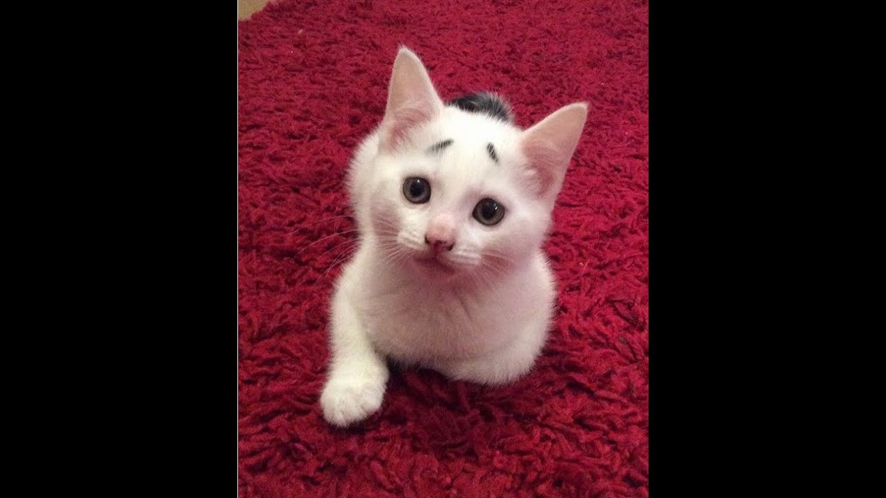 50 extremely rare cats with markings you never seen before