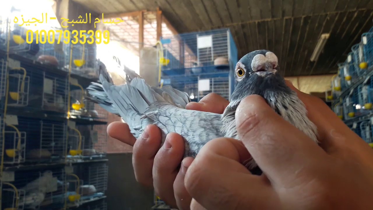 The Egyptian pigeon - للبيع لمتابعين القناه حمام قطقاطي ** حمام صافي ** حمامي بلق سود
