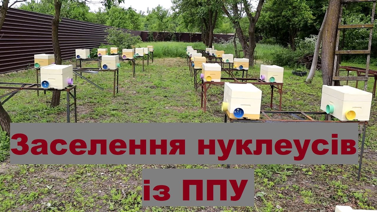 Заселення нуклеусів із ППУ/ Заселение нуклеусов из ППУ