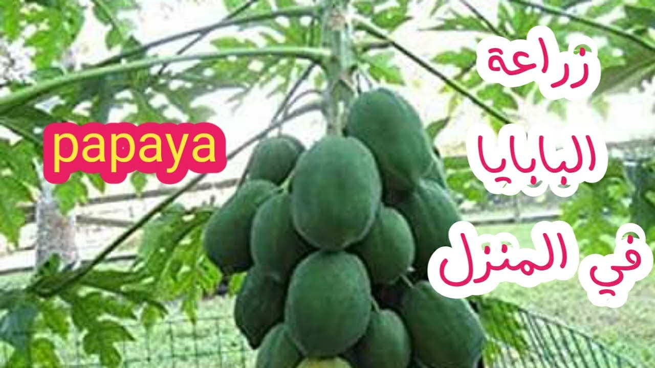 كيف تزرع فاكهه الباباظ (البابايا) papaya من البذور باسهل طريقه علي السطح أو البلكونه