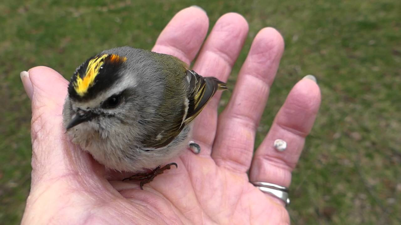my golden-crowned kinglet friend