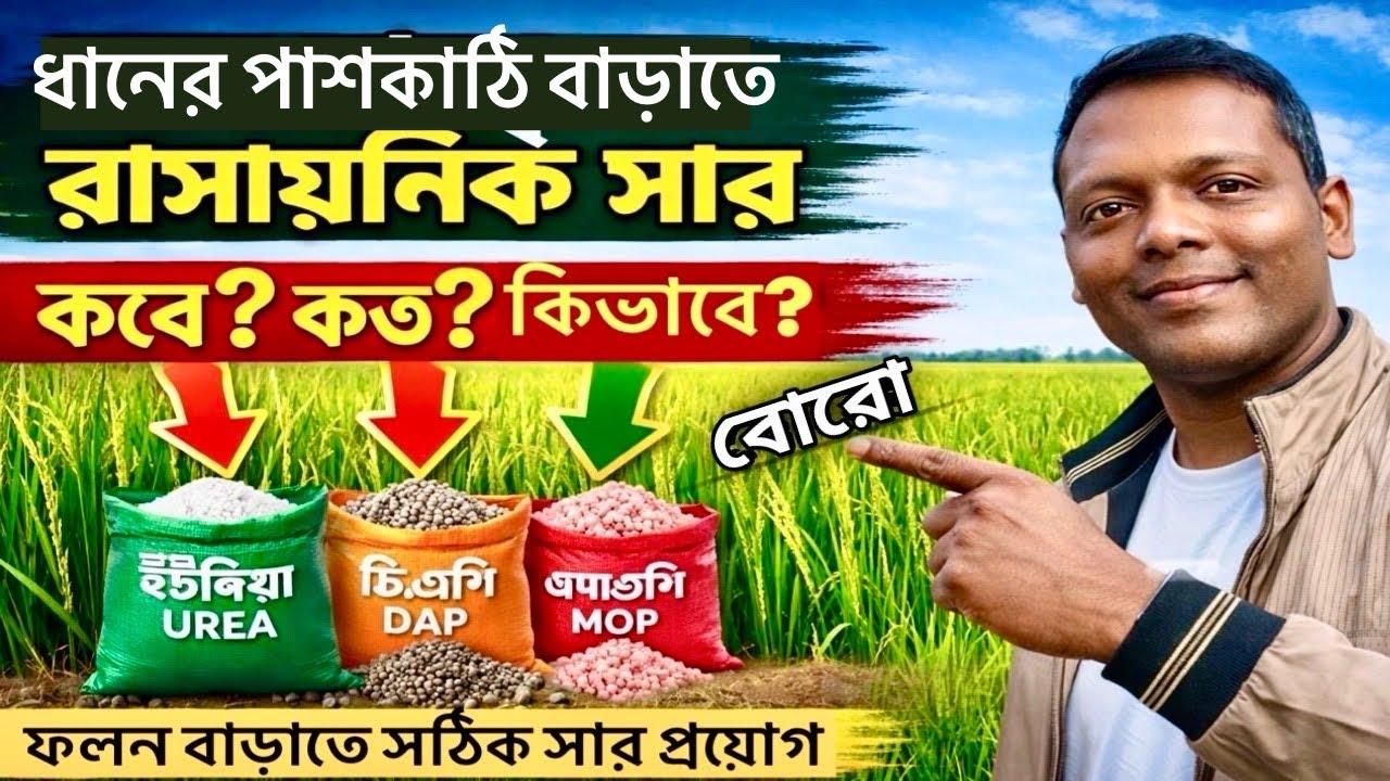 বোরো-ধানে সঠিক চাপান✅সময়⏰পরিমান📟পদ্ধতি⚔️@AgricultureBook 