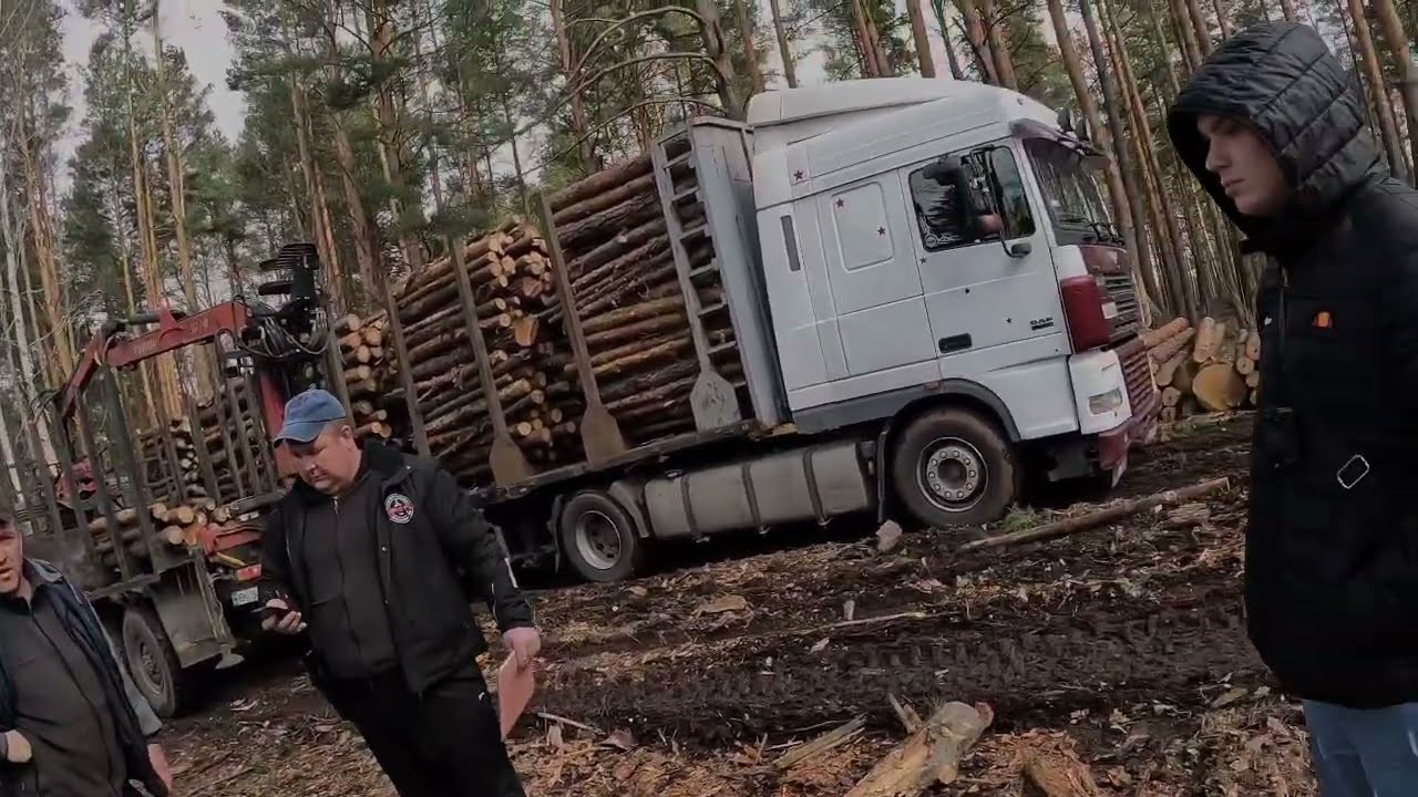 Ясногородське лісокрадство. 