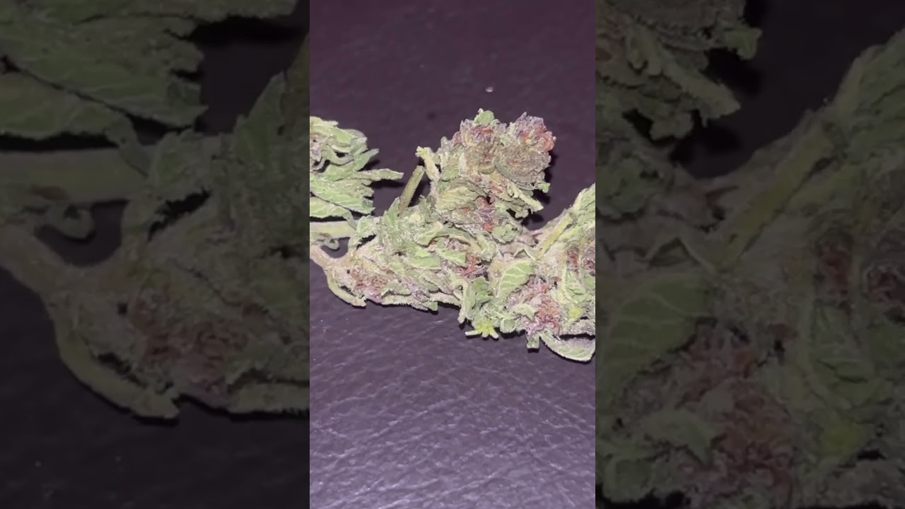 Mendo purple #420 #420daily #zaza
