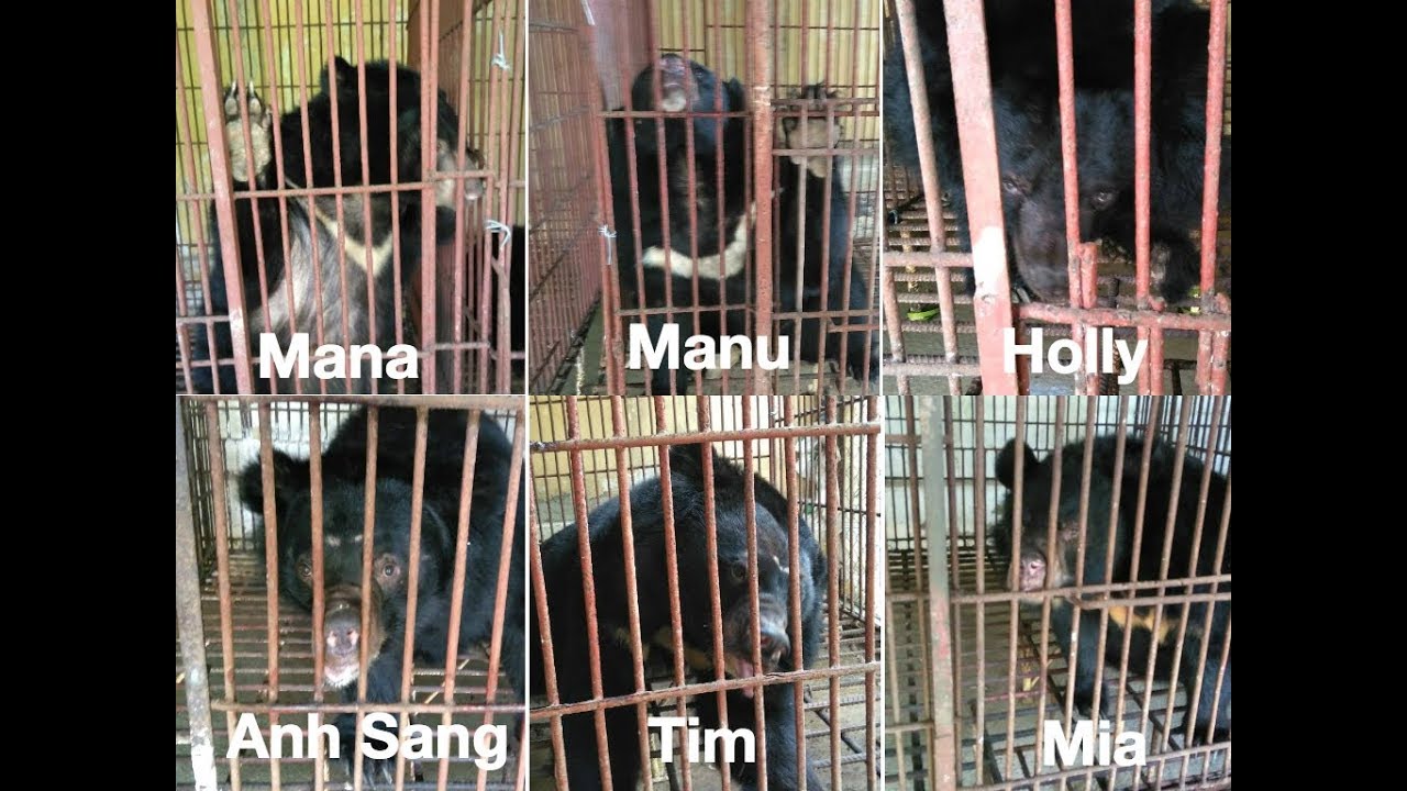 RESCUE: Today cruelty ended for six bile farm bears