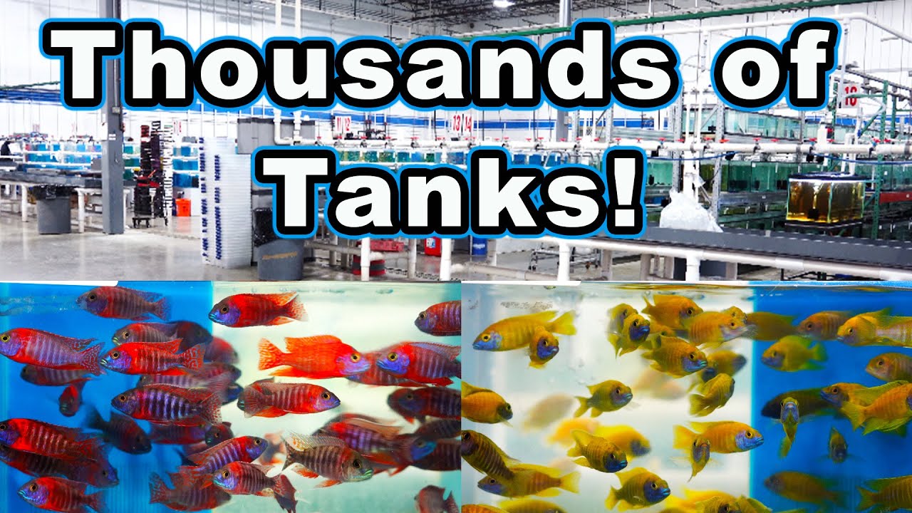 The Most Important Fish Conversation I've Ever Had: Tour of Apet Tropical Fish Wholesaler