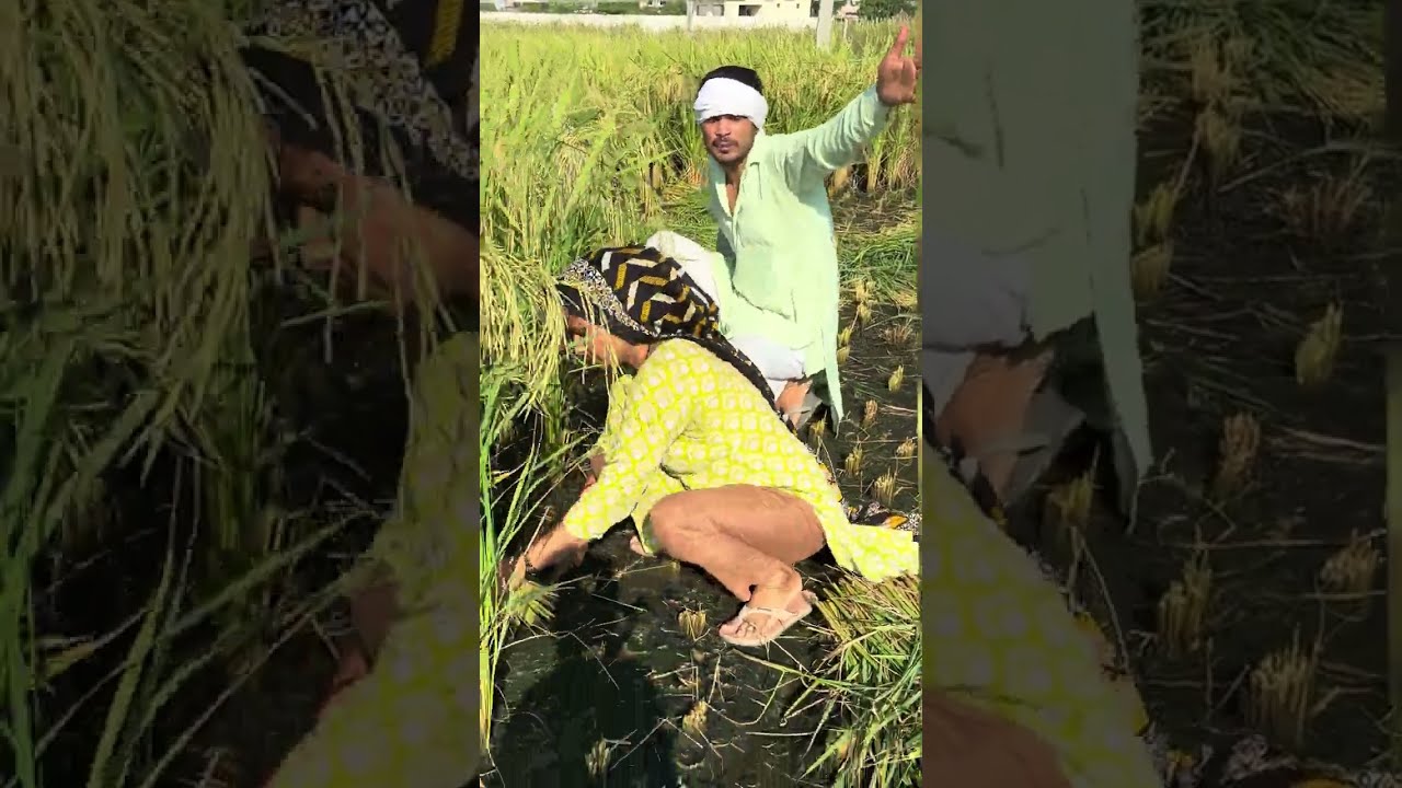 कल्लों ने खेत पे मागे दहीबल्ले #video #comedyvideos #treanding  #viralvideo 