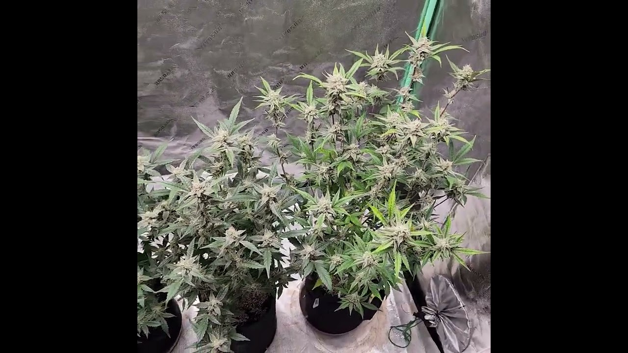 @NightOwlSeeds and @FromSeedtoStoned Grow Off Update!!!!! Strawberry Milk and Qookies Remix
