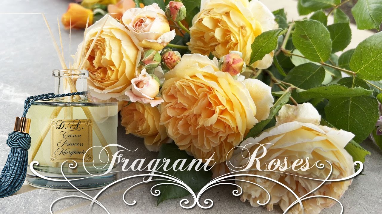 7 Most Fragrant roses in our Rose Garden •  David Austin, Meilland, Tom Carruth • French Garden