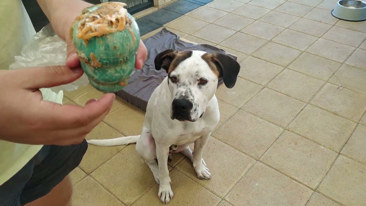 Bailey the Foster Bull Arab: Gets An Attitude, Learns to Crawl, Discovers Kongs