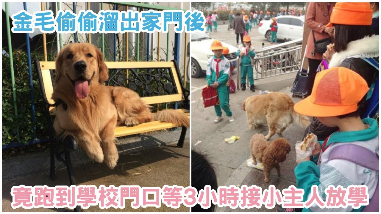 金毛偷偷溜出家門後，竟跑到學校門口等了3個小時接小主人放學！【 汪汪仙貝 】