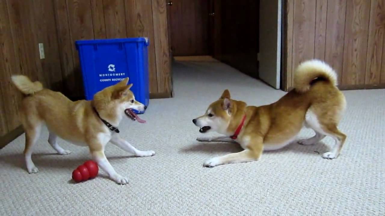Shiba Inu playing - Mac & Darwin