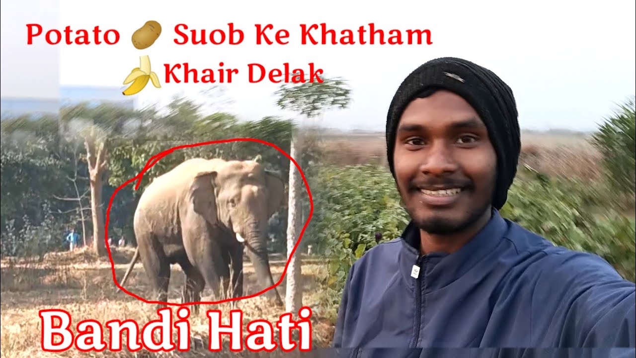 Gawon Me Hathi 🐘🐘 Potato 🥔🥔 // Allu Hamer Ke Rati Khai Delay ||  #sudipsoreng