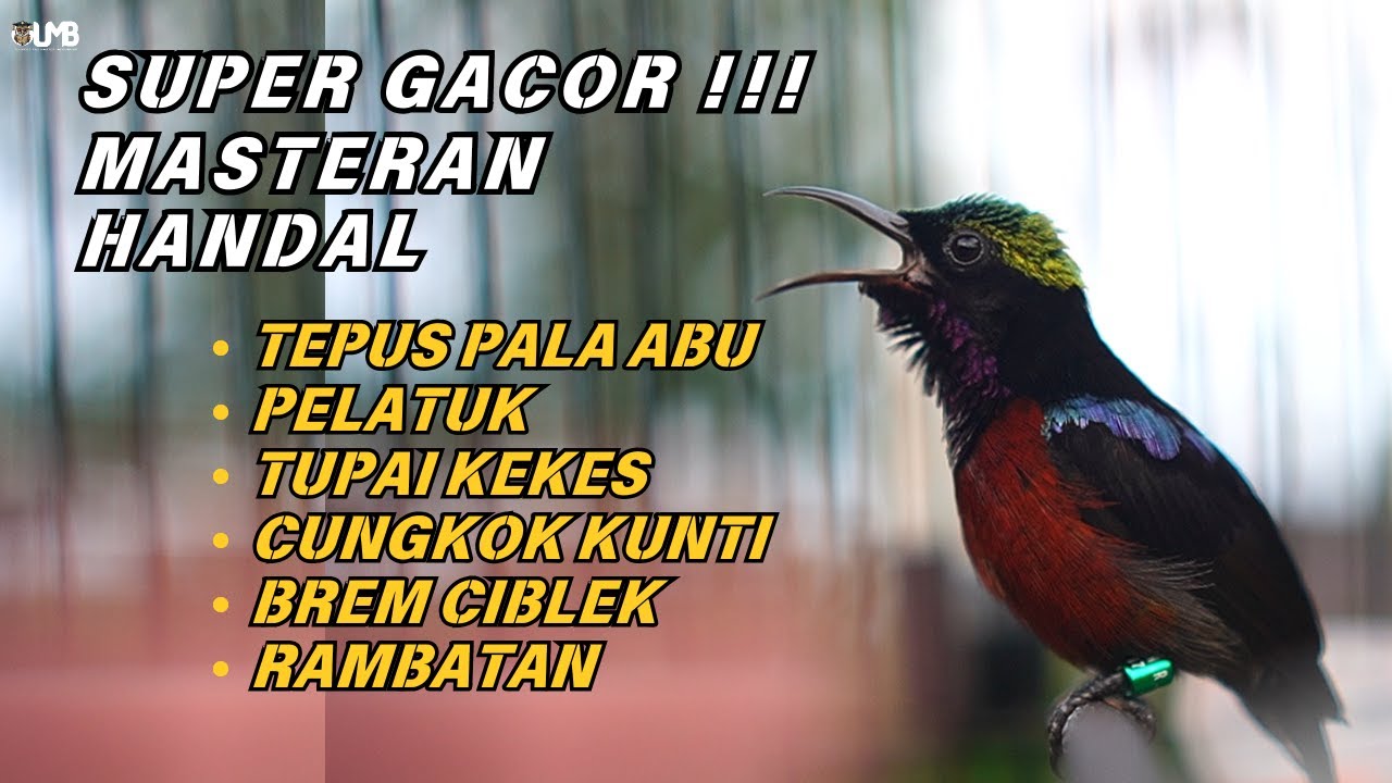 MASTERAN BURUNG JUARA, KOLIBRI NINJA GACOR MATERI SUPER TAJAM AMPUH UNTUK MASTERAN BURUNG LOMBA