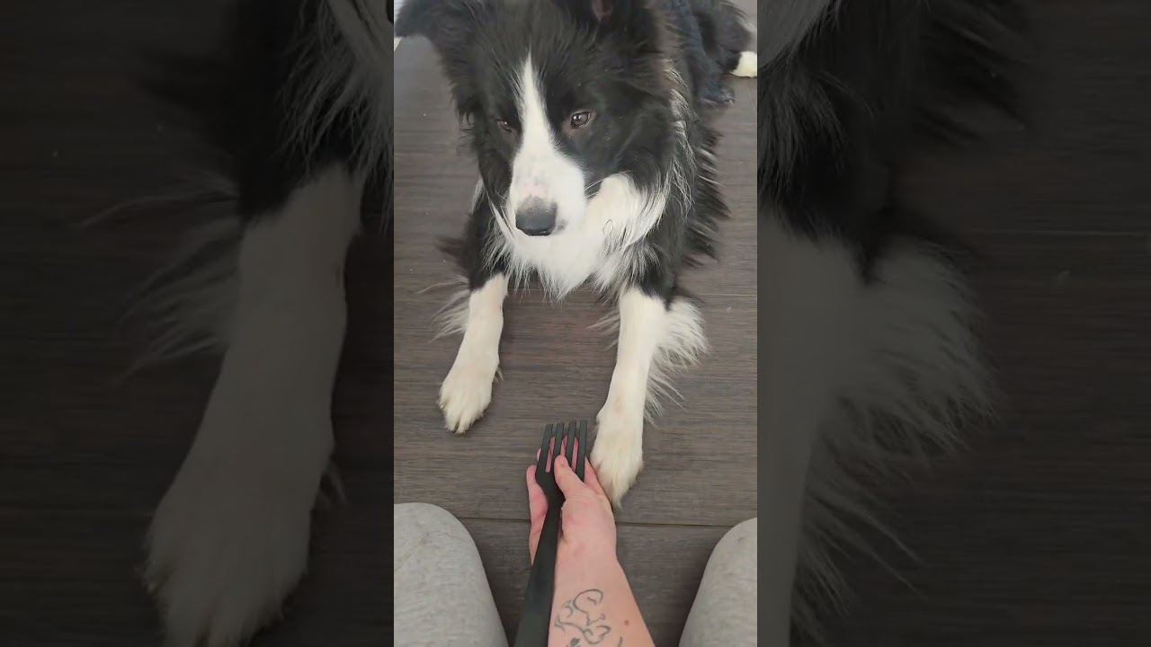 Tutorial zum Hunde Pfannenwender Trick #Pfannenwender #trickdog  #Hundetricks #dog #hund 
