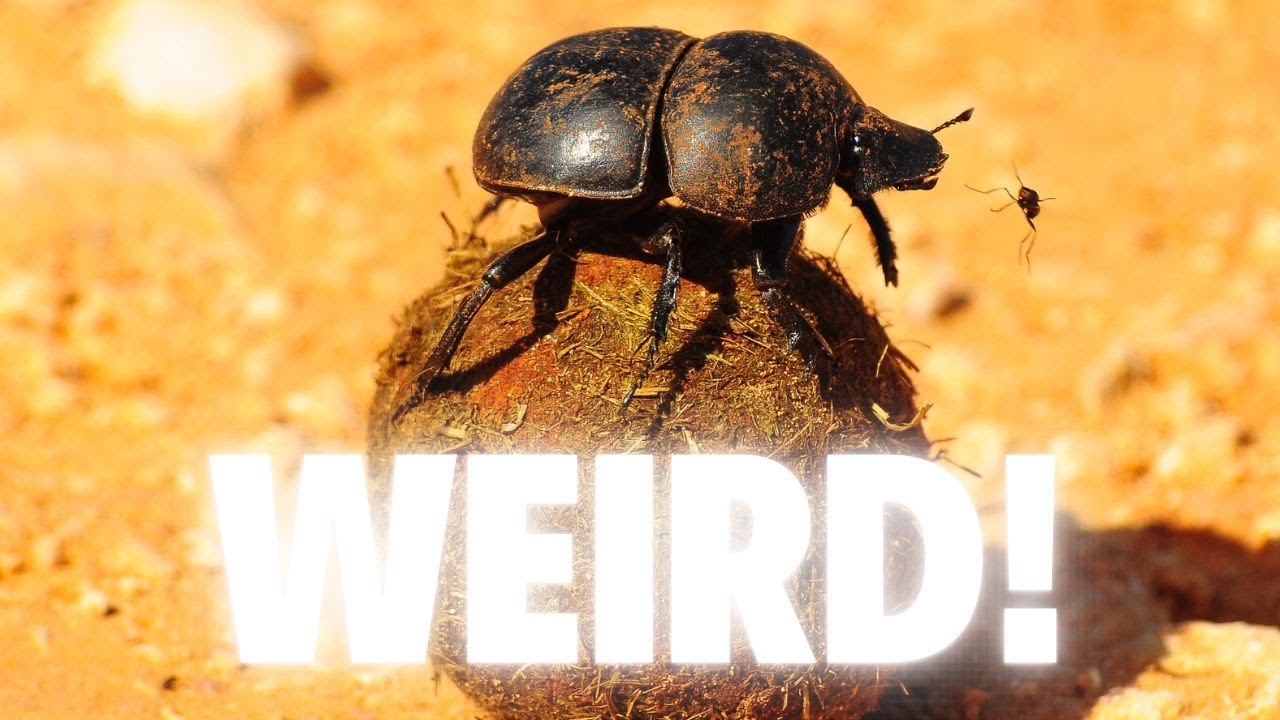The SHOCKING Truth About DUNG BEETLES Nobody Tells You