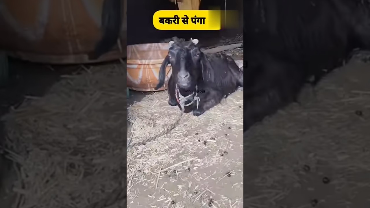 बकरी से पंगा 🤣😂 