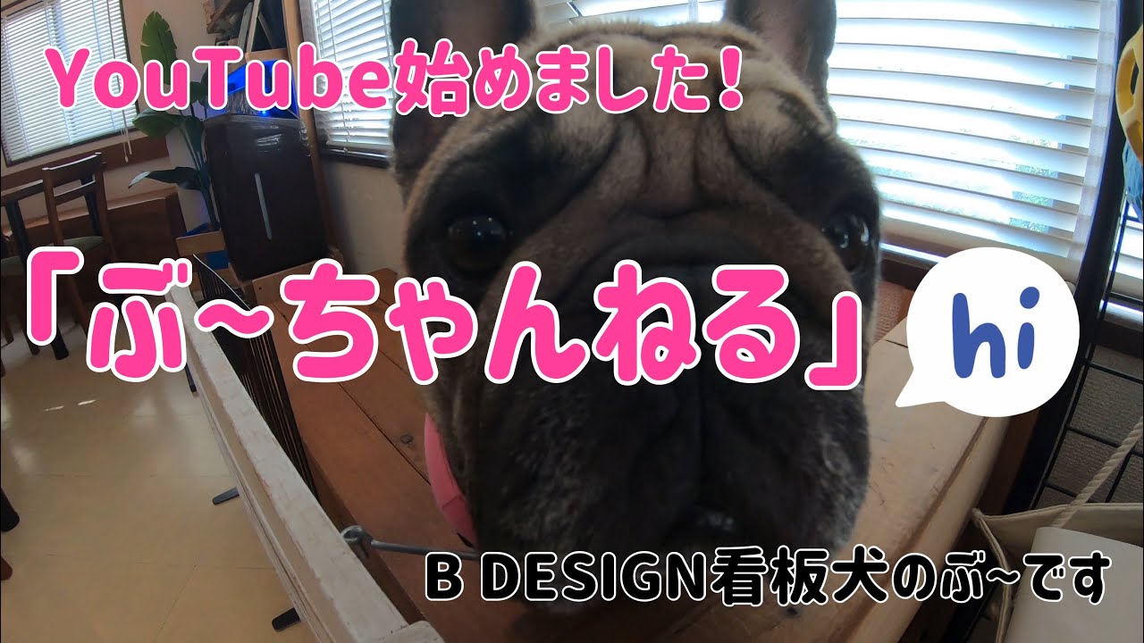 YouTube 始めてみました。「ぶ〜ちゃんねる」B DESIGNの看板犬フレンチブルドッグのぶ〜です。【french bulldog】