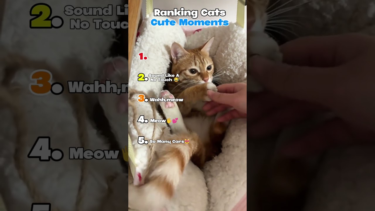 Ranking Cats Cute Moments