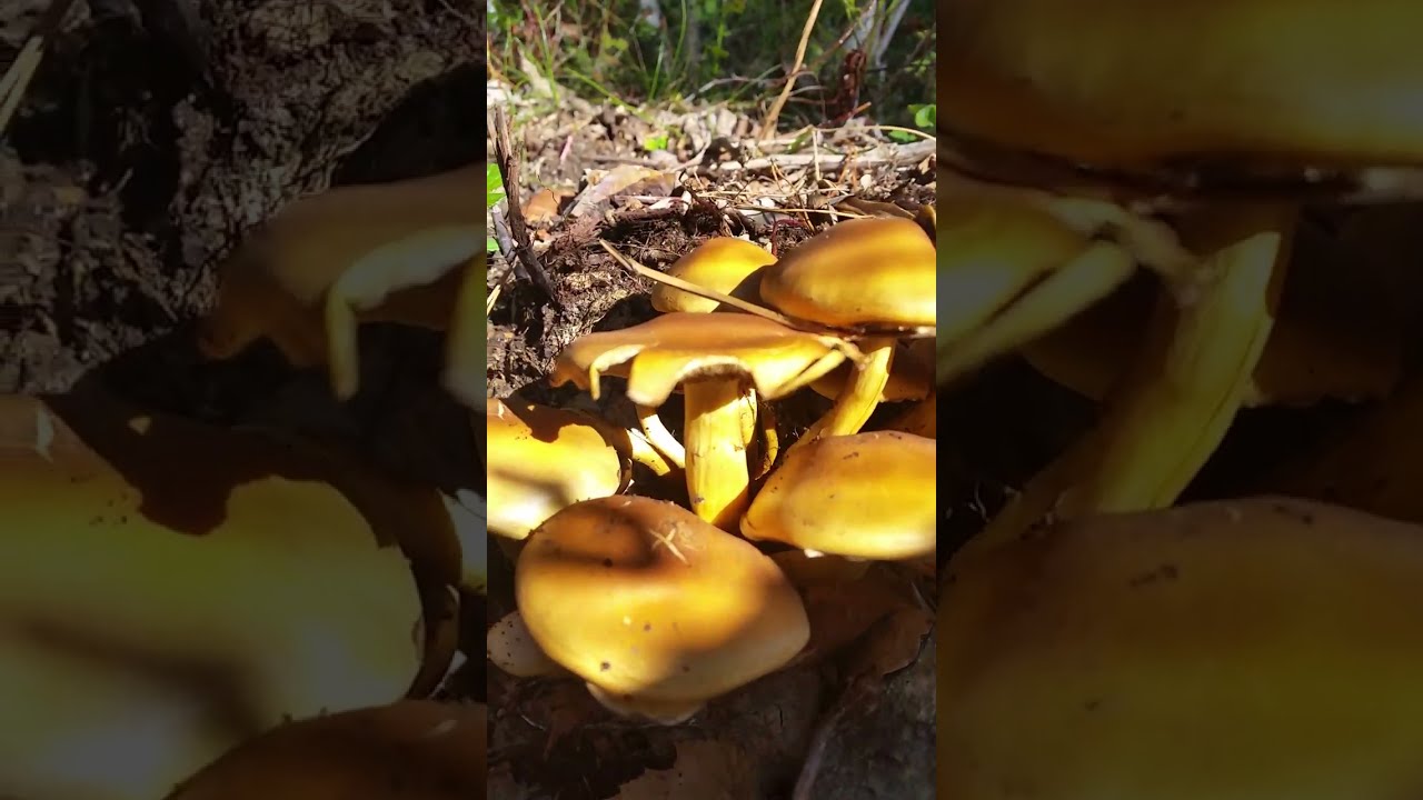 WILD MUSHROOMS IN NORWAY